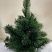Сосна Феникс 40 см